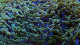 Aquarium einrichten mit Polypen von Kniescheibenkoralle