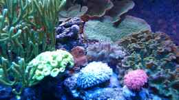 aquarium-von-leni13-becken-25999_Echinopora lamellosa-Platten im Hintergrund