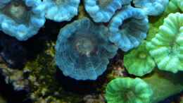 aquarium-von-leni13-becken-25999_Polypen von Caulastrea