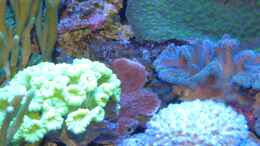 aquarium-von-leni13-becken-25999_Korallenmix