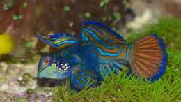 aquarium-von-leni13-becken-25999_Mandarin-Leierfisch