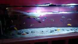 aquarium-von-frank-hopp-malawitraum--umdekoriert-_Wasser ablassen