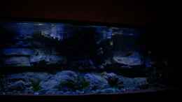 aquarium-von-frank-hopp-malawitraum--umdekoriert-_SunaECO ----60% Beleuchtung