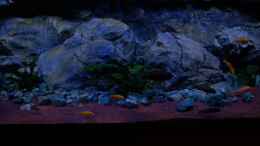 aquarium-von-frank-hopp-malawitraum--umdekoriert-_Modul H  0,82m lang