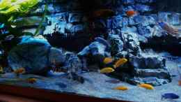 aquarium-von-frank-hopp-malawitraum--umdekoriert-_