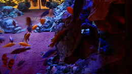 aquarium-von-frank-hopp-malawitraum--umdekoriert-_Seitlicher Einblick