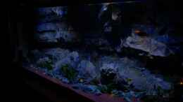 aquarium-von-frank-hopp-malawitraum--umdekoriert-_Leicht Seitlich