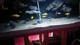 aquarium-von-frank-hopp-malawitraum--umdekoriert-_Wasser aufgefüllt, sowie schwarzes Tuch befestigt..