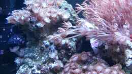 aquarium-von-julien-preuss-my-first-reef_