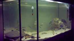 aquarium-von-tobias-kubait-becken-2605_550l Panorama Becken