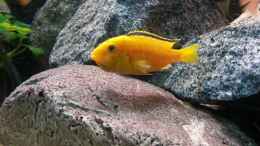 aquarium-von-udo-lehr-becken-26057_Yellow Weib mit vollen Backen