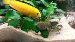 aquarium-von-udo-lehr-becken-26057_Yellow Bock und Marmorkrebs