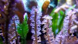aquarium-von-denise83-nano-meer_Detailaufnahme der Pinnigorgia-Polypen