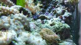 aquarium-von-denise83-nano-meer_Unter anderem: Stichodactyla tapetum