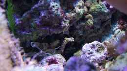 aquarium-von-denise83-nano-meer_Kolonie von Muschelsammlerinnen (Phyllochaetopterus sp.)