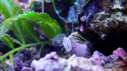 aquarium-von-denise83-nano-meer_Entenmuschel auf Beutefang
