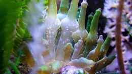 aquarium-von-denise83-nano-meer_Cribinopsis crassa