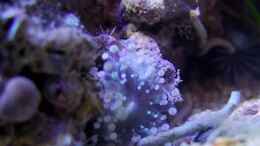 aquarium-von-denise83-nano-meer_Corynactis sp. - mit dem Lebendgestein gekommen, mag es scha