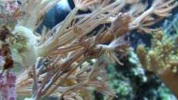 aquarium-von-denise83-nano-meer_Pumpende Xenien wachsen gerne am Glas empor, vertragen viel 