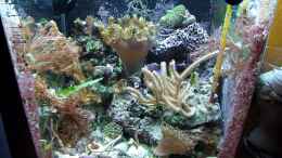 aquarium-von-denise83-nano-meer_Vor dem Wechsel der Beleuchtung zum Vergleich der Lichtfarbe