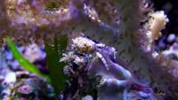 aquarium-von-denise83-nano-meer_Lybia tesselata, Boxerkrabbe. Wunderschöne kleine Kerlchen!