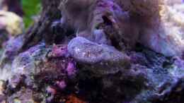 Aquarium einrichten mit Stomatella varia, Ohrschnecke: Nützlicher blinder