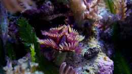 aquarium-von-denise83-nano-meer_Noch ein wunderschöner Röhrenwurm!