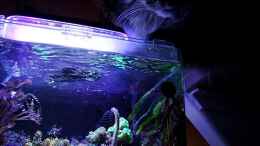 aquarium-von-denise83-nano-meer_Der Kater will auch ans Meer :-)