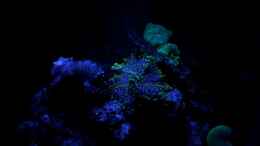aquarium-von-denise83-nano-meer_Ricordea florida im Mondlicht- ich liebe es :-)