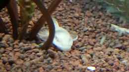 aquarium-von-der-dreiaeugige-goldfisch-apistograma-agassizii_Albino Antennenwels