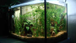 aquarium-von-aquilegia-1001-shades-of-green-wurde-aufgeloest_Hauptbild vom 16.4.2013