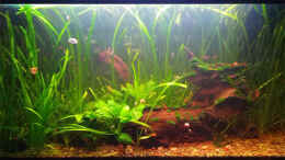aquarium-von-miss-underwaterlove-red-cherry-amp--co------aufgeloest_Red Cherry & Co. (125 l)