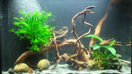 aquarium-von-miss-underwaterlove-hexenwelse-amp--co------aufgeloest_Stand 10. März 2013