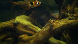 aquarium-von-miss-underwaterlove-hexenwelse-amp--co------aufgeloest_Roter Phantomsalmler