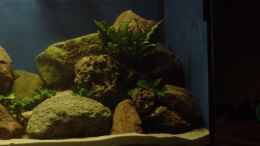 aquarium-von-tim-andresen-becken-261_Gemischte Steine, und einige Anubias.