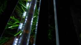 aquarium-von-olaf-a-suedamericano--aufgeloest-_Mondlicht im Acrylrohr