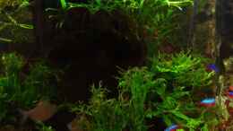 aquarium-von-olaf-a-suedamericano--aufgeloest-_Wurzel rechts mit  Microsorum pteropus Trident und Windelov