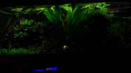 aquarium-von-olaf-a-suedamericano--aufgeloest-_Mondlicht bei Vollmond, sonst entsprechend dunkler