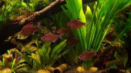 Aquarium einrichten mit Fahnen-Kirschfleckensalmler - Hyphessobrycon erythrostigma