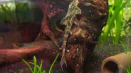 Aquarium einrichten mit Lanzenharnischwels - Rineloricaria lanceolata