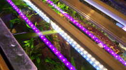 aquarium-von-olaf-a-suedamericano--aufgeloest-_selbstgebaute LED- Beleuchtung