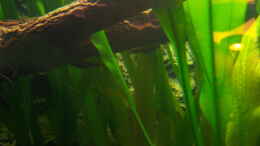 aquarium-von-olaf-a-suedamericano--aufgeloest-_Otocinclus affinis