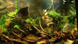 aquarium-von-jonas-b--a--ocellatus-und-beibesatz-nur-noch-beispiel_ Amazonasaquarium Astronotus ocellatus