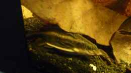 aquarium-von-jonas-b--a--ocellatus-und-beibesatz-nur-noch-beispiel_Einer der fünf Lineindornwelse, gerade vollgefressen