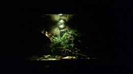 aquarium-von-jonas-b--a--ocellatus-und-beibesatz-nur-noch-beispiel_Abenddämmerung dunklere Beleuchtung