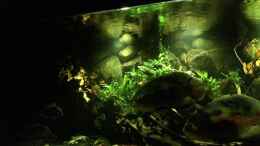 aquarium-von-jonas-b--a--ocellatus-und-beibesatz-nur-noch-beispiel_Abenddämmerung hellere Beleuchtung