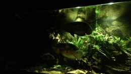 aquarium-von-jonas-b--a--ocellatus-und-beibesatz-nur-noch-beispiel_Abenddämmerung hellere Beleuchtung