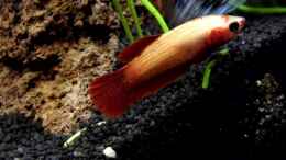 aquarium-von-snooze-woha-cube_Siamesischer Kampffisch   Betta splendens - Weibchen
