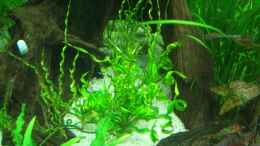aquarium-von-fuujida-blackpearl_Korkenzieher Schwertpflanze