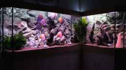 aquarium-von-daniel-o--diskus-aquarium-l-form_